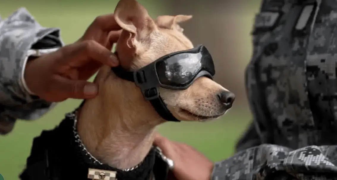 O menor agente da Guarda Nacional: a história de um pequeno chihuahua de 7 quilos que foi treinado para eventos do exército e ganhou farda sob medida