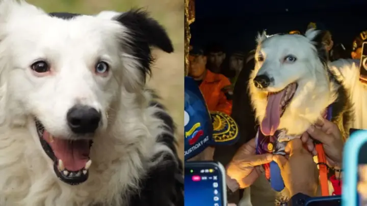 Quem é Tsunami, cão herói da Venezuela que ajudou em resgates e ganhou estátua como reconhecimento