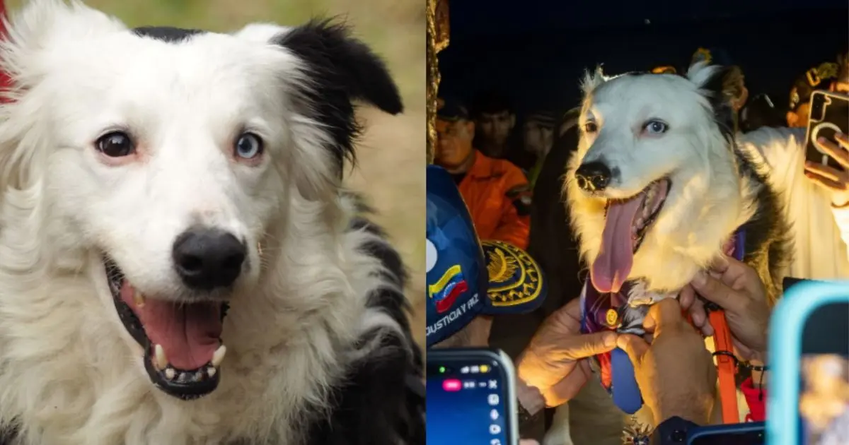 Quem é Tsunami, cão herói da Venezuela que ajudou em resgates e ganhou estátua como reconhecimento