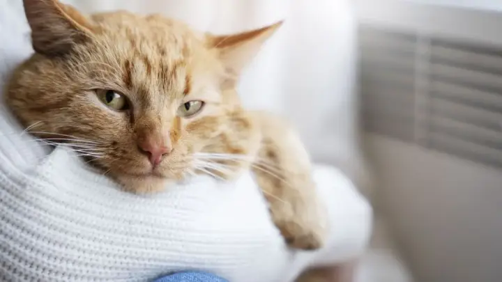 Gato vomitando: devo levar ao veterinário ou é “só” bola de pelo? Saiba quando você deve se preocupar