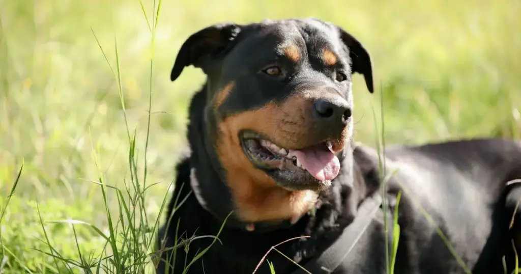 Idosa de 73 anos é atacada por 2 rottweilers no interior de SP