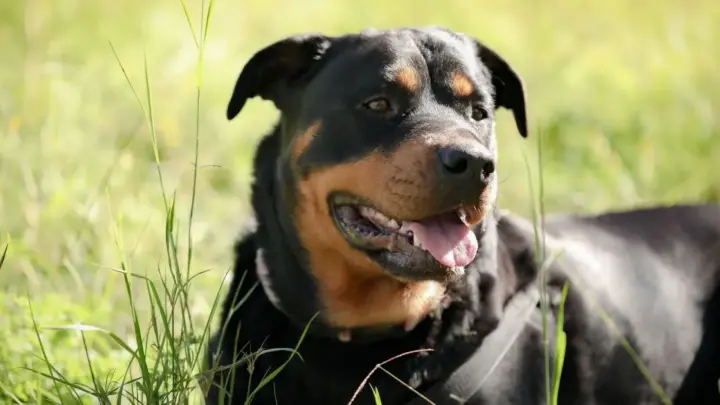 Idosa de 73 anos é atacada por 2 rottweilers no interior de SP