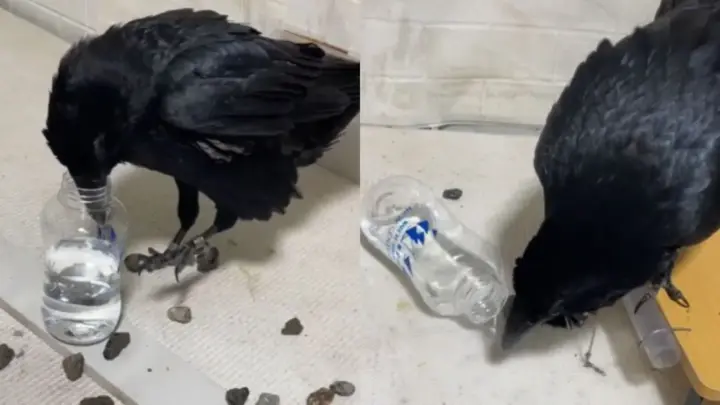 Corvo aprende a beber água sozinho; ave pode ser criada como animal de estimação no Brasil?