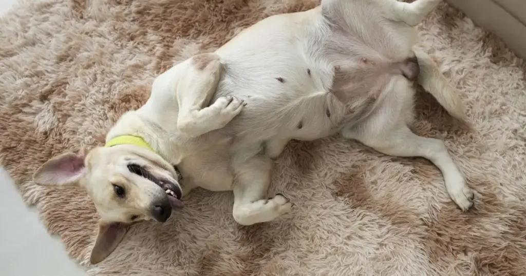 Cachorro dando “chutinhos” quando recebe carinho? Movimento pode não indicar prazer; veja o alerta de uma veterinária