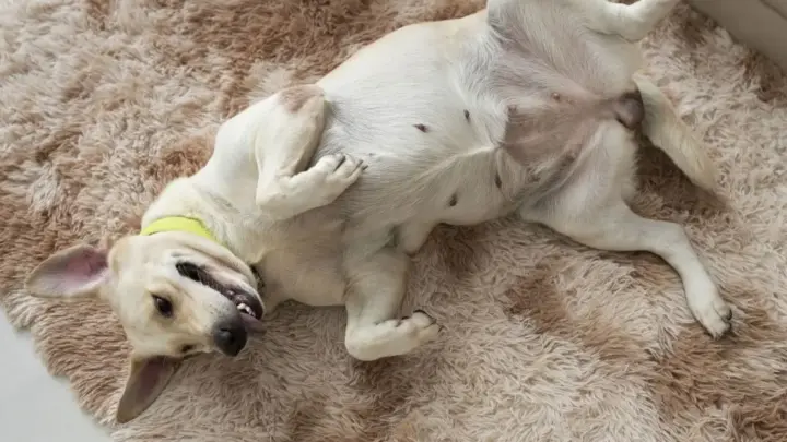 Cachorro dando “chutinhos” quando recebe carinho? Movimento pode não indicar prazer; veja o alerta de uma veterinária