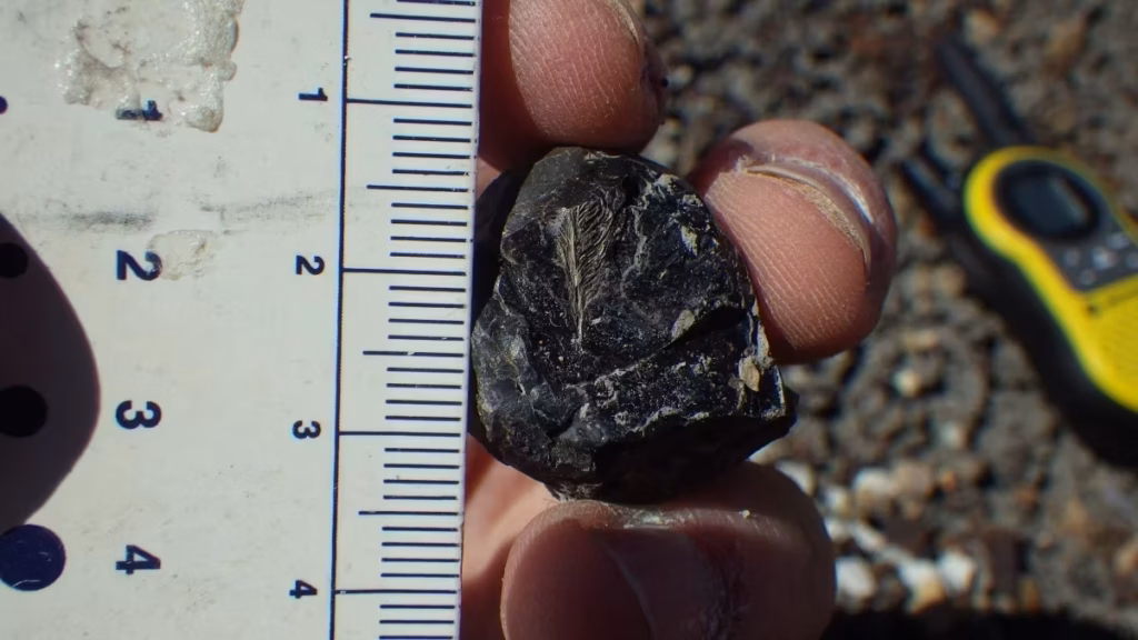 Algumas aves sobreviveram ao asteroide que dizimou os dinossauros. Um excremento fossilizado pode ajudar a explicar o porquê