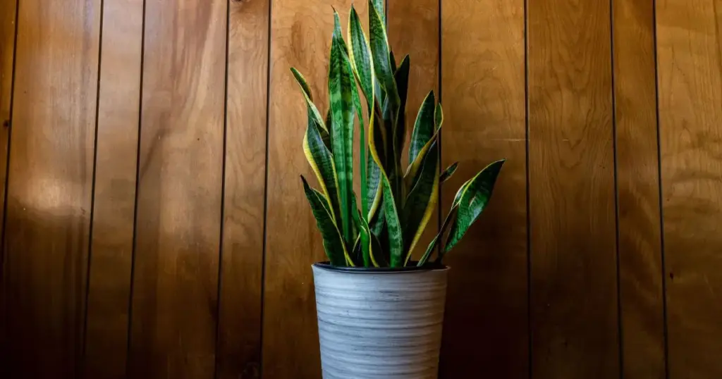 7 plantas para colocar na entrada de casa e afastar inveja e mau-olhado