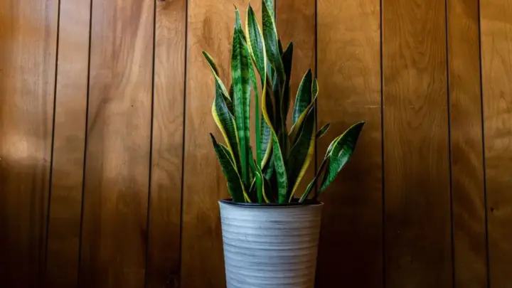 7 plantas para colocar na entrada de casa e afastar inveja e mau-olhado