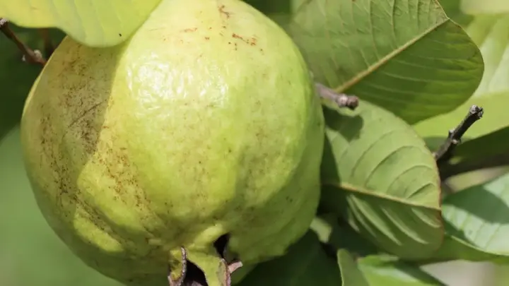 Conheça a árvore ideal para sua casa: mantém as folhas o ano todo, produz frutas e flores comestíveis