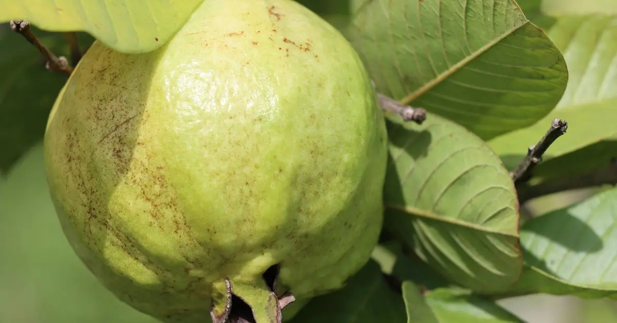 Conheça a árvore ideal para sua casa: mantém as folhas o ano todo, produz frutas e flores comestíveis