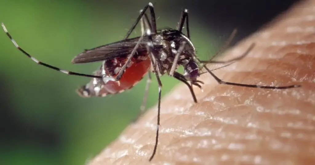 Dengue em SP: estado tem mais de 58 mil casos e 42 mortes em 2026