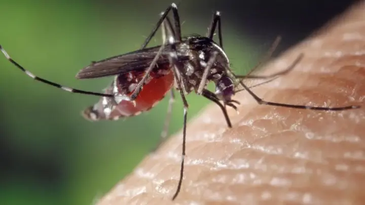 Dengue em SP: estado tem mais de 58 mil casos e 42 mortes em 2026