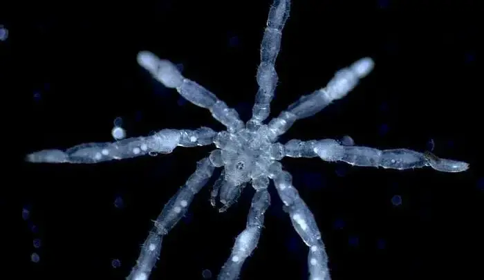 Uma nova espécie de aranha-do-mar com três lábios, espinhos nas patas e aspecto “peludo” é descoberta no Canadá