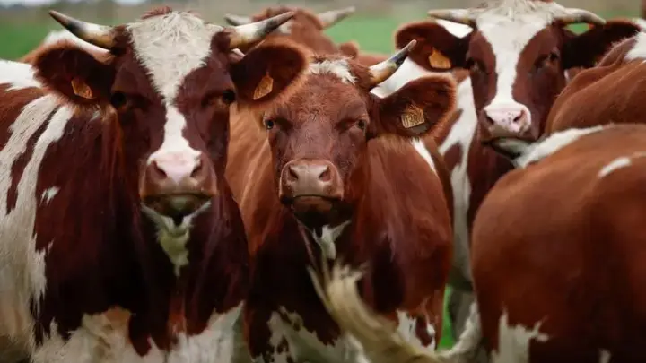 Por que se diz que as vacas têm 4 estômagos? Saiba o que o ditado significa