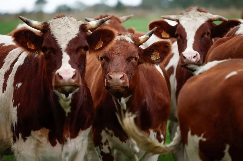Por que se diz que as vacas têm 4 estômagos? Saiba o que o ditado significa