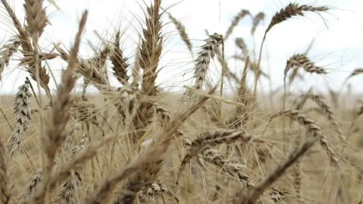 Trigo tem piora na qualidade com excesso de chuvas no Sul do país
