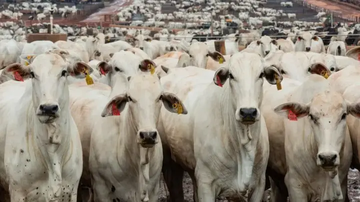 Datagro alerta para impacto de novo El Niño sobre oferta de gado no Brasil