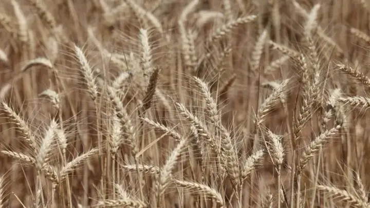 Compradores globais de trigo se preparam para custos mais altos