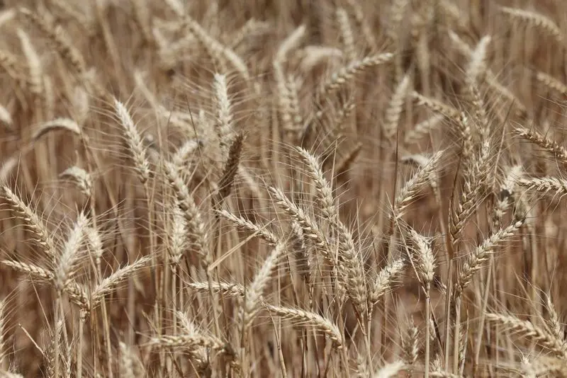 Compradores globais de trigo se preparam para custos mais altos