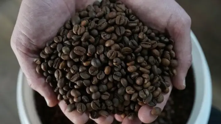 Colheita de café da Cooxupé chega a 97,3%