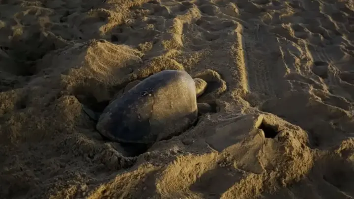 Espécie rara de tartarugas marinhas tem viajado oceanos e estão sendo avistadas em novas praias