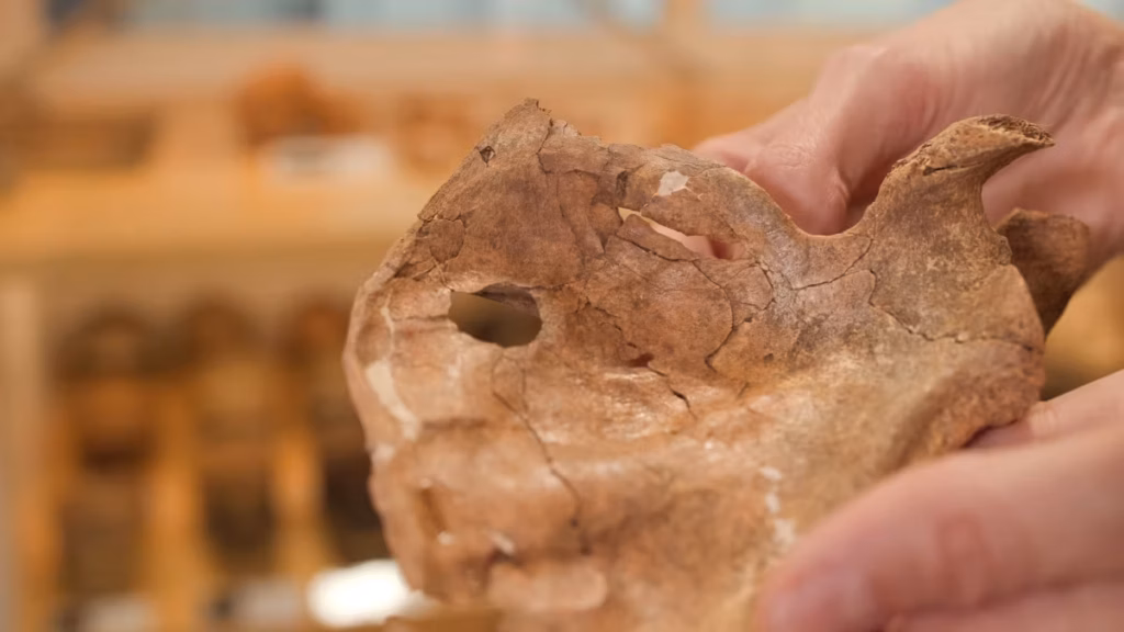 Fóssil de neandertal com lesões revela possível assassinato há 75 mil anos; homicídio teria sido causado por lança de madeira