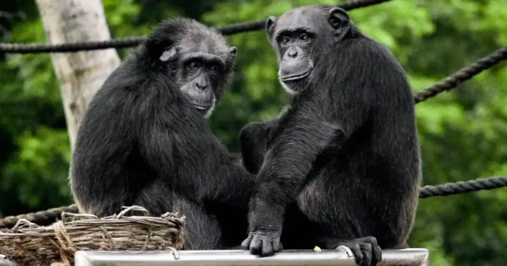 Estudo revela que amizade reduz o roubo de alimentos entre chimpanzés