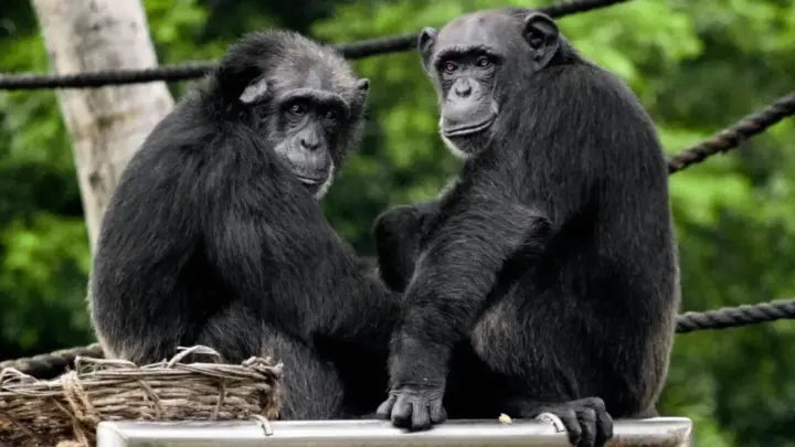 Estudo revela que amizade reduz o roubo de alimentos entre chimpanzés