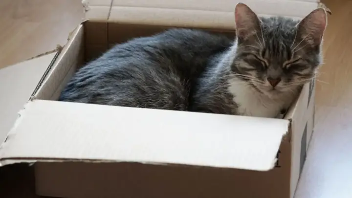 Por que o gato prefere a caixa de papelão e não a cama cara que você comprou?