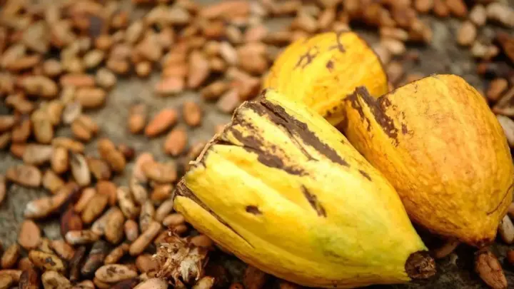 Cacau fecha em alta de 2% com baixa na oferta da Costa do Marfim
