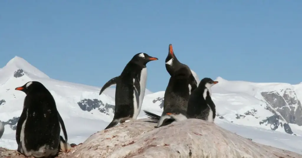 Uma nova espécie de pinguim é encontrada por pesquisadores pela primeira vez em cem anos
