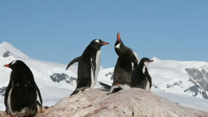 Uma nova espécie de pinguim é encontrada por pesquisadores pela primeira vez em cem anos