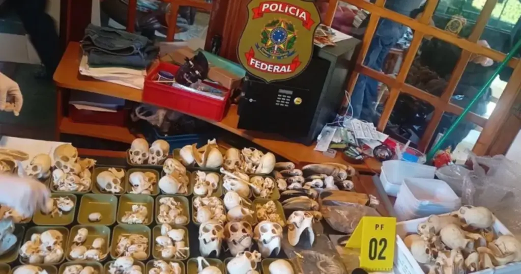 Duas pessoas são presas por tráfico de ovos de aves em operação da PF