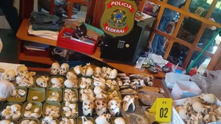 Duas pessoas são presas por tráfico de ovos de aves em operação da PF