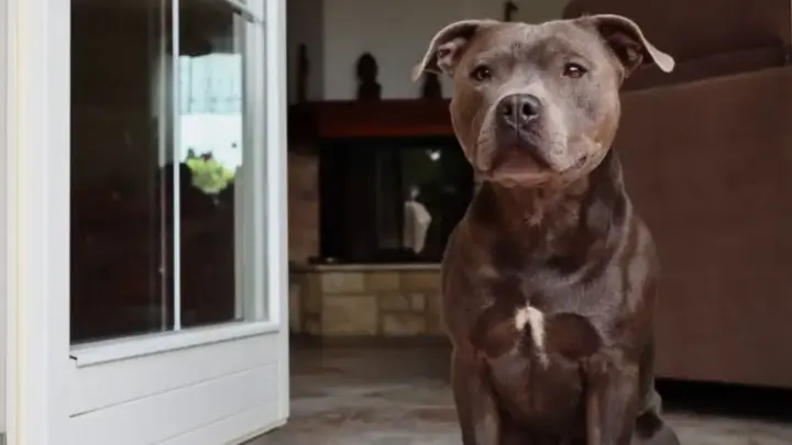 Cachorro sabe quando o dono vai chegar? O cheiro que fica pela casa pode ajudar a explicar o “relógio” dos cães