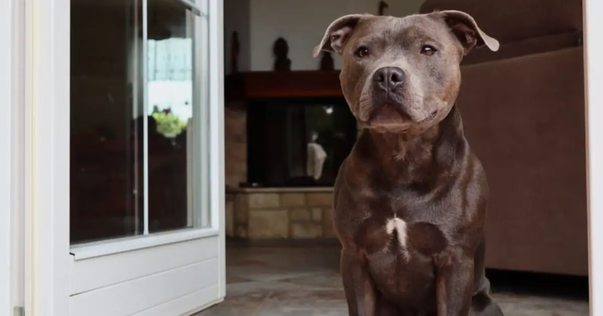 Cachorro sabe quando o dono vai chegar? O cheiro que fica pela casa pode ajudar a explicar o “relógio” dos cães