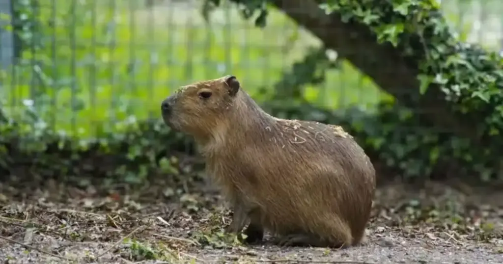 Menos de 24 horas no zoológico e seis meses desaparecida: capivara mobiliza até drones térmicos