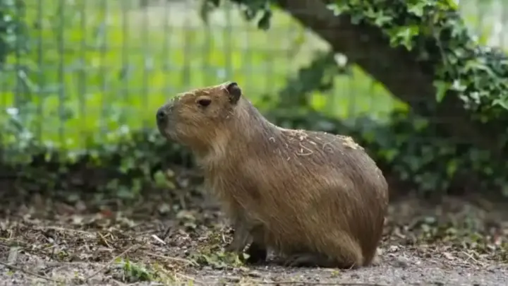 Menos de 24 horas no zoológico e seis meses desaparecida: capivara mobiliza até drones térmicos