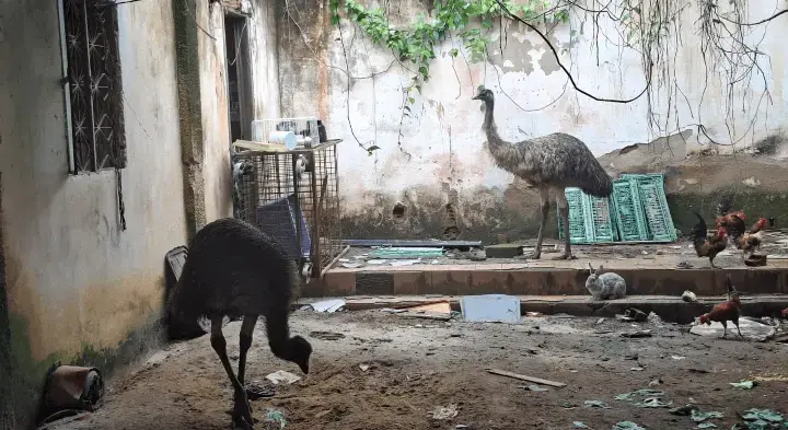 Emu australiano quase atropelado no RJ é resgatado e levado para zoológico