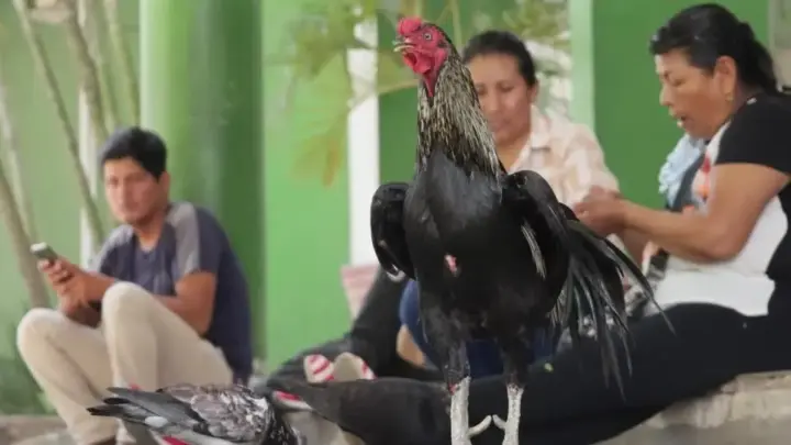 Sempre ao Seu Lado: Galo vigia hospital na Bolívia anos após morte do dono