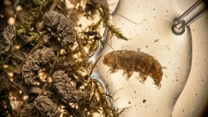 Cientistas intrigados? Um animal de menos de 1 milímetro sobreviveu exposto ao vácuo do espaço por 10 dias e voltou à vida depois de ser reidratado