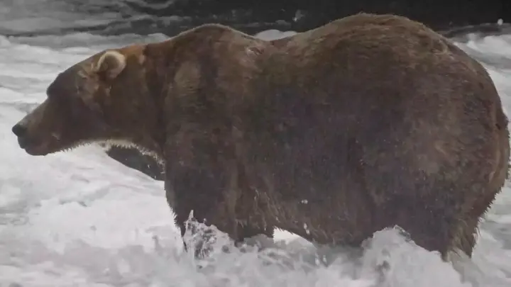 Tal mãe, tal filho: anos após a ursa Holly ser coroada no Alasca, seu filhote leva o título de mais gordo do ano