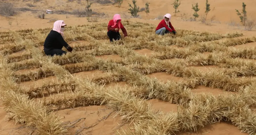 A China aprendeu a domar o deserto para proteger uma linha de trem. Agora, os tabuleiros de palha estão fazendo a vegetação voltar