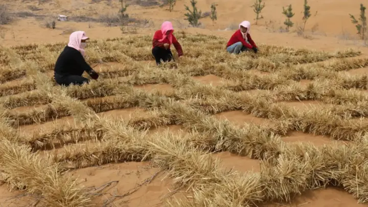 A China aprendeu a domar o deserto para proteger uma linha de trem. Agora, os tabuleiros de palha estão fazendo a vegetação voltar
