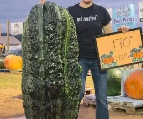 O vegetal gigante cultivado em uma fazenda bate marcas históricas ao atingir impressionantes 77 quilos na América do Norte