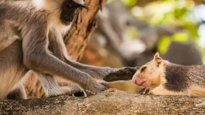 Amor sem barreiras: o que leva macacos a criarem laços de afeto com esquilos e ratos?