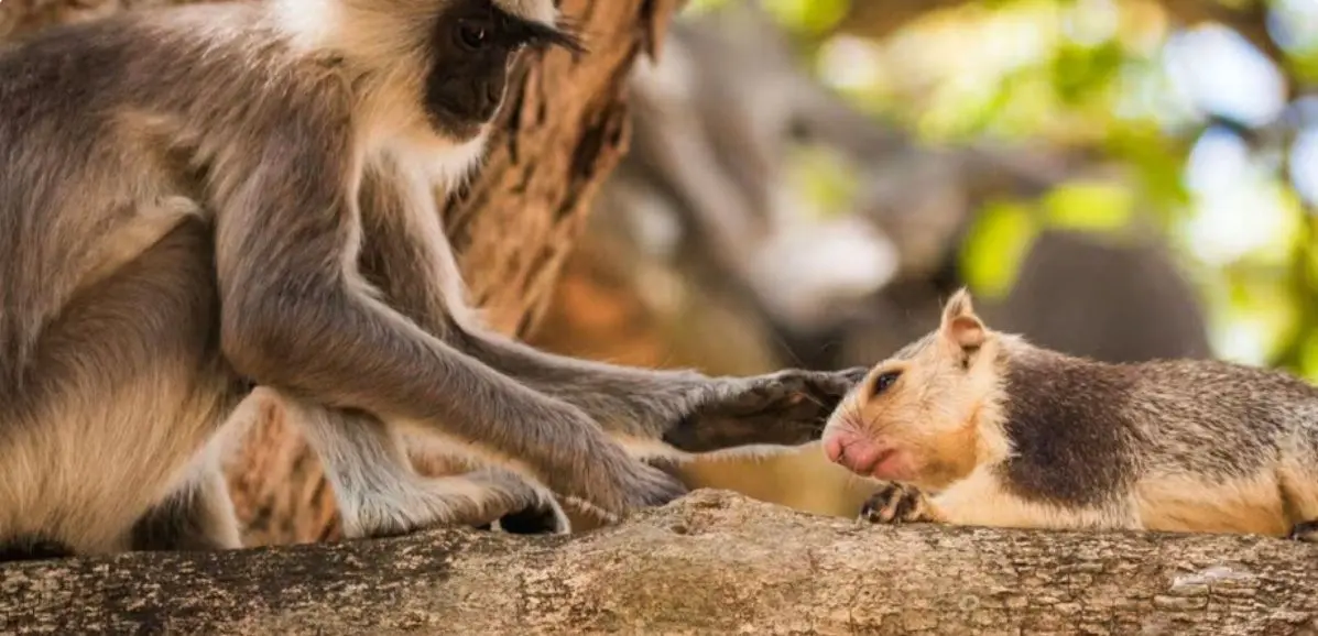 Amor sem barreiras: o que leva macacos a criarem laços de afeto com esquilos e ratos?