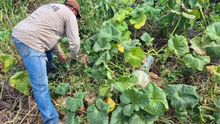 IBGE lança cadastro prévio para o Censo Agropecuário de 2027