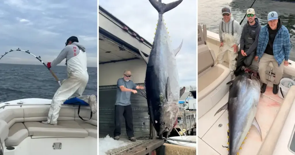 Três amigos fisgam atum gigante de 300 kg e 2,6 metros no mar, mas enfrentam “drama” inusitado: não podiam se atrasar para pegar os filhos na escola