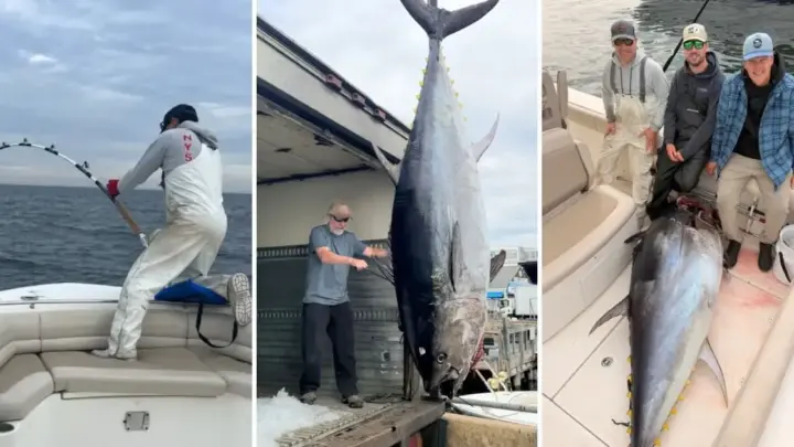 Três amigos fisgam atum gigante de 300 kg e 2,6 metros no mar, mas enfrentam “drama” inusitado: não podiam se atrasar para pegar os filhos na escola